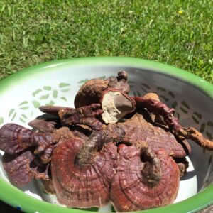 Whole Wild-Harvested Red Reishi - 500g pack